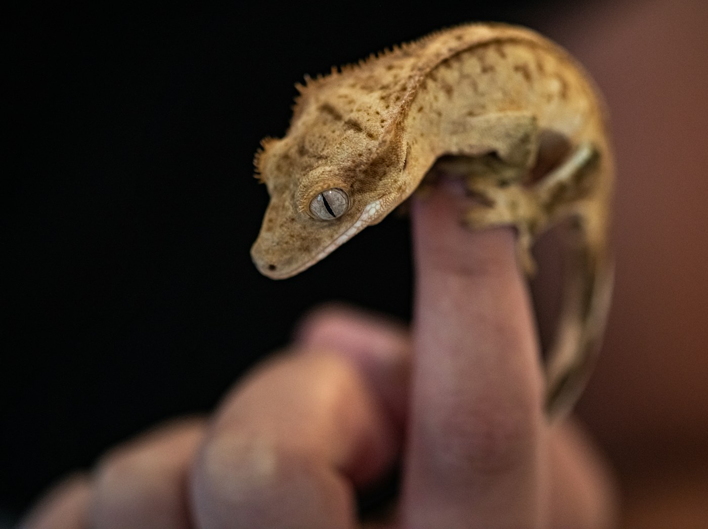 A crested gecko resting on a breeder’s hand