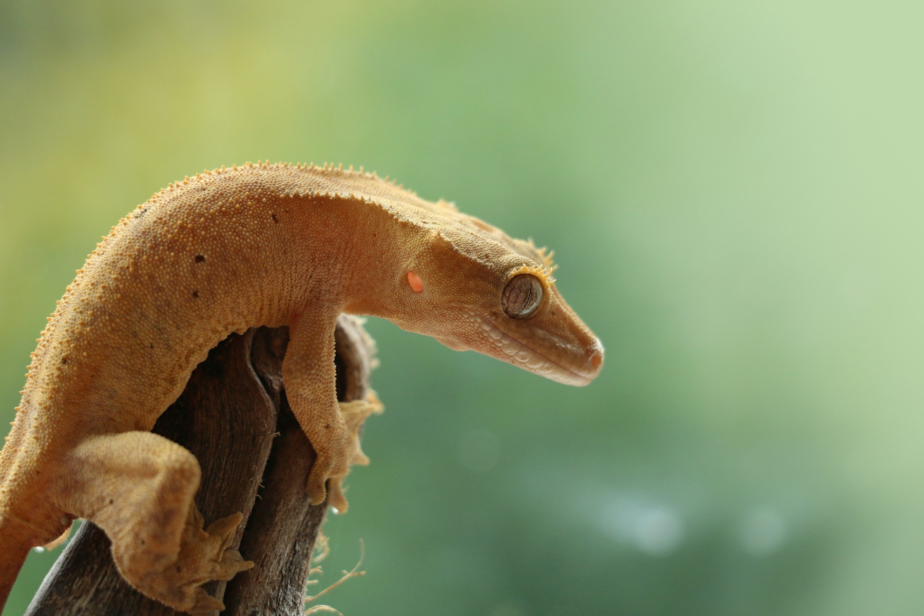 A crested gecko resting on a branch